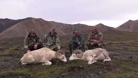 NWT Dall Sheep Double HD