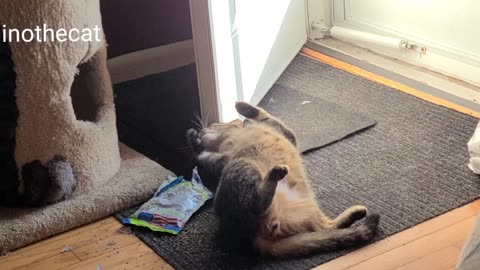 Camino gets into the catnip