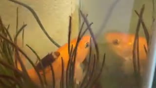 Roach Rides Goldfish
