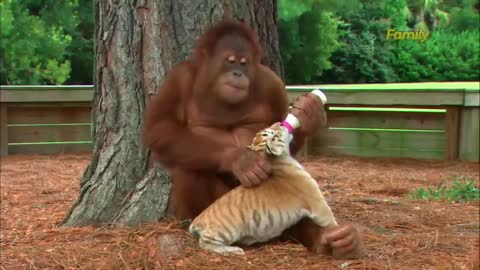 Orangutan Babysits Tiger Cubs