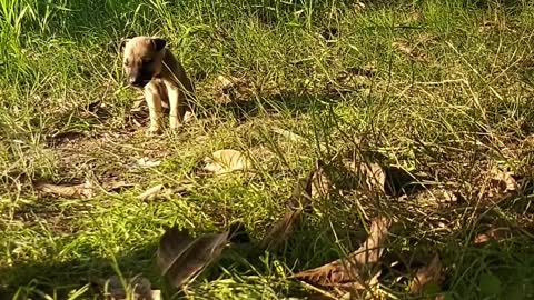 Abandoned Puppies Waiting For Food & Shelter