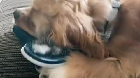 Cocker Spaniel TikTok Compilation