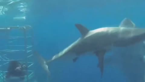 WHITE SHARK ATTACKING ANOTHER SHARK 🦈
