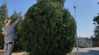 Shaping this overgrown arborvitae emerald green