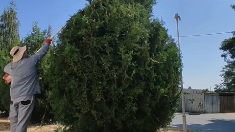 Shaping this overgrown arborvitae emerald green