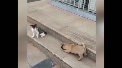 Cat VS Dog Funny Animal Videos