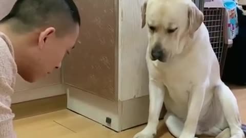 Funny Dog| YOU'LL HAVE STOMACH ACHE FROM LAUGHING SO HARD🐶😂