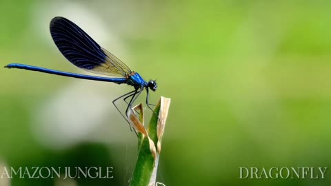 Mesmerizing Amazon Dragonfly: Rare Footage & Stunning Wildlife Documentary 🦋🌿