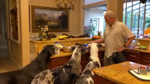 FIVE GREAT DANES LINE UP FOR APPETIZERS BEFORE THE DINNER PT2