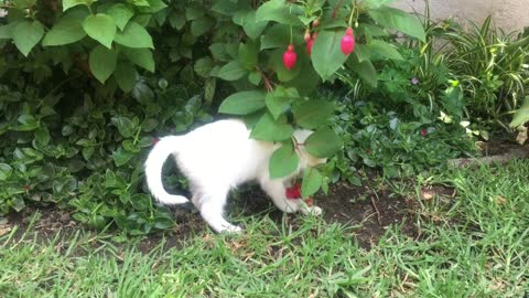 A White Kitten Playing With a Flowering Plant