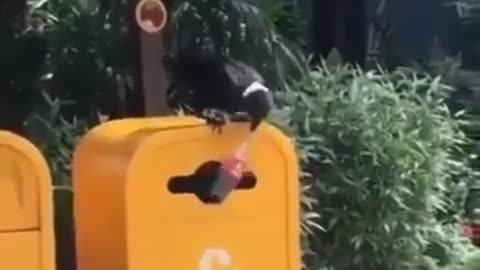 This Crow is Smarter Than a Human #shorts #viral #shortsvideo #video