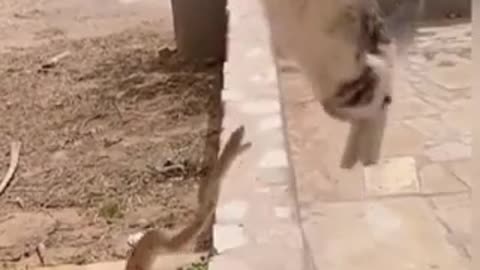 Snake attack on cat