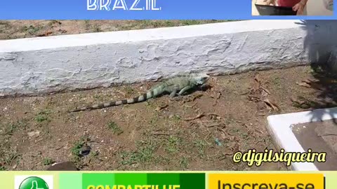 IGUANA VERDE- GREEN IGUANA BRAZIL