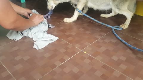 Siberian husky giving birth first time 😱