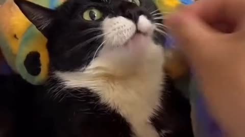 Cat funny video for kids
