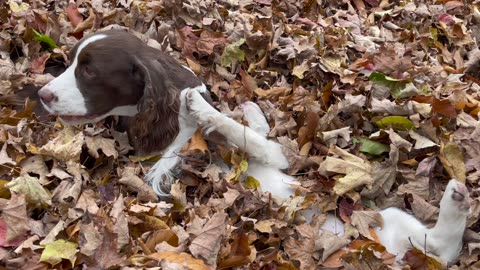 English Springer Spaniels playing in the leaves in the Fall in New England