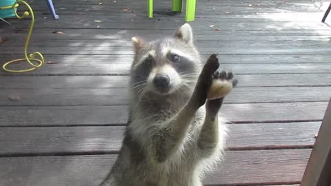 Clever Raccoon Knows That If You Knock On Their Door, They Will Bring Food