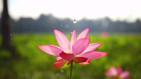 A beautiful Lotus flower sways in the wind and water drops