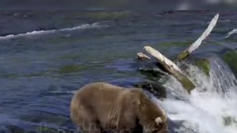 BEAR CATCH FISH