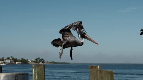 pelican water bird