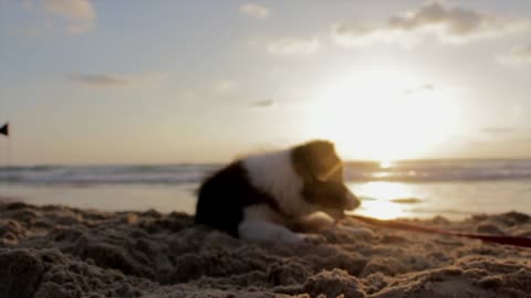 Adorable Beach Day: Cute dog playing at the beach