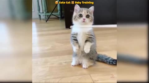 😍 Cute Cat Baby 😿|| Funny Kitten Training 😄 || #Cute #Crazy #Beautiful