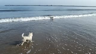 Doggie Diaries #18 - playing in the sea