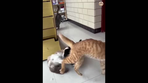 Hilarious cats funny video