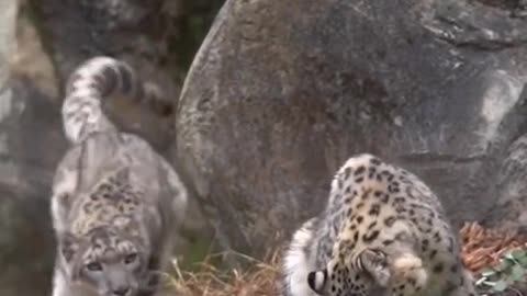 A wild snow leopard