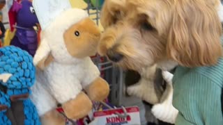 Cute dog talking/ Like kids in candy store