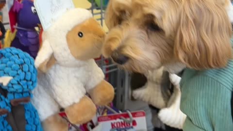 Cute dog talking/ Like kids in candy store