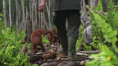 How Caretakers Teach Orangutans to Fear Snakes