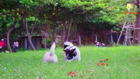 Animal Footage - Dogs and Puppies Beautiful Scenes Episode 8 | Viral Dog Puppy