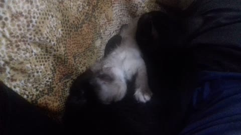 Gato macho amamentando gato 🐱 filhote