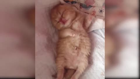 Baby Cute cat funny video 🤩🤩