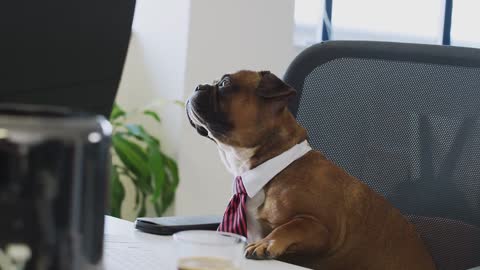 So Hilarious Puppies on tied in the office