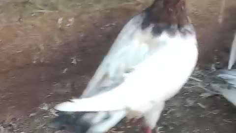 Indian Lakha pigeon