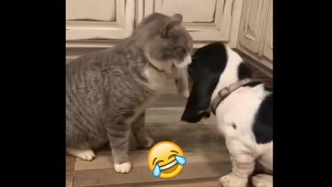 The rock vs john cena who is win? 😂 😂 Funny dog & cat fight 2021