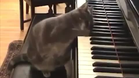 TALENTED CAT PLAYING PIANO