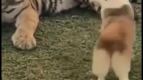 Isn't the dog afraid of the tiger