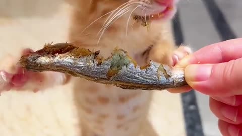 Watch as a Cat Savors his Meal"