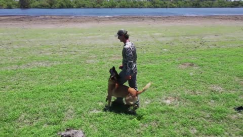 First Things To Teach Your MALINOIS Puppy