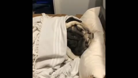 Look how well he sleeps in his bed