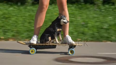 Funny shot of a puppy riding a board