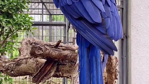 Purple and blue macaw