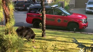 Black Bear Channels It's Inner Squirrel on Fence