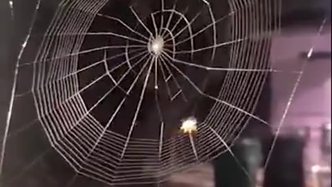 Timelapse of an orb-weaver spider building her web