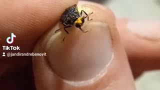 Mosca carnivora em extinção