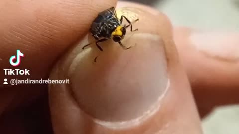 Mosca carnivora em extinção