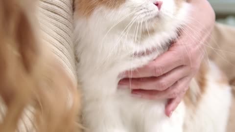 WOMEN PETTING BEAUTIFUL CAT - 4K PERSIAN CAT VIDEO - PETS WORLD